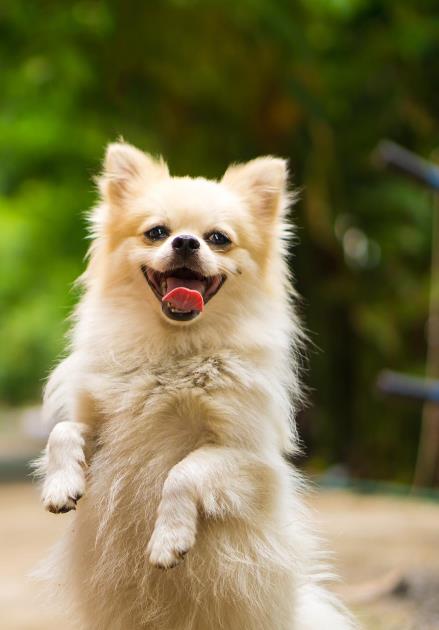 ۹ راه برای کمک به یک سگ آرتریت