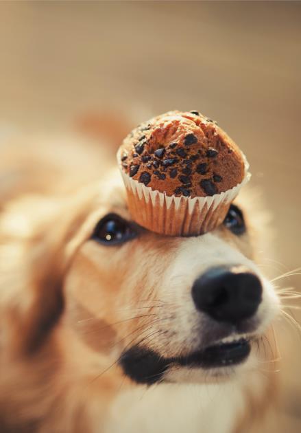 مسمومیت های ناشی از شکلات در بدن سگ در طول عید نوروز